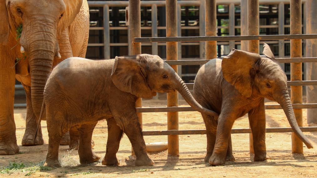 上海：非洲象寶寶繁育成功 端午假期與游客見面